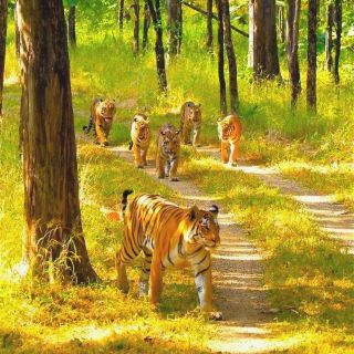 Wildlife Tours in India