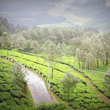 Golden Triangle with Munnar