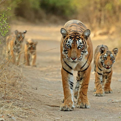 Ranthambore Wildlife Tour