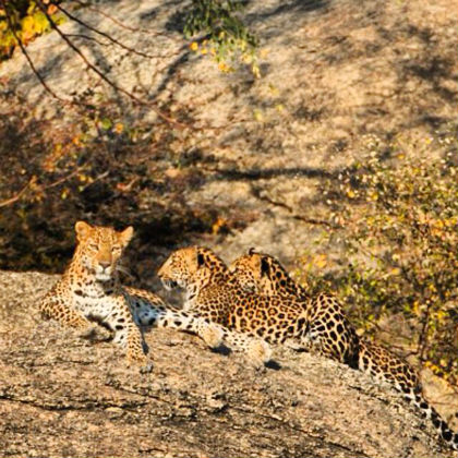 Tiger Leopard Safari Tour