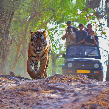 Tiger Safari Tour India