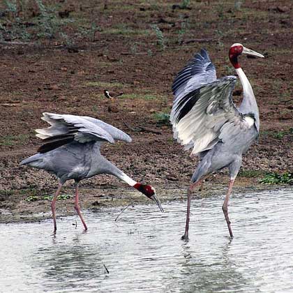 03 Days Jaipur Bharatpur Tour