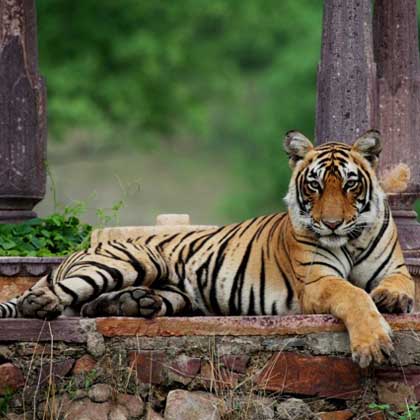 03 Days Jaipur Ranthambore Tour