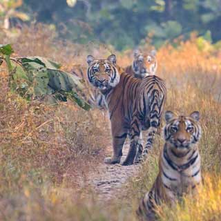 Ranthambore